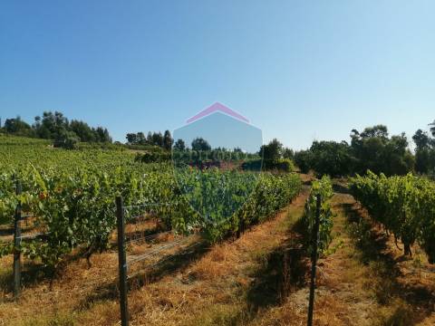 Quinta  Venda em Silgueiros,Viseu