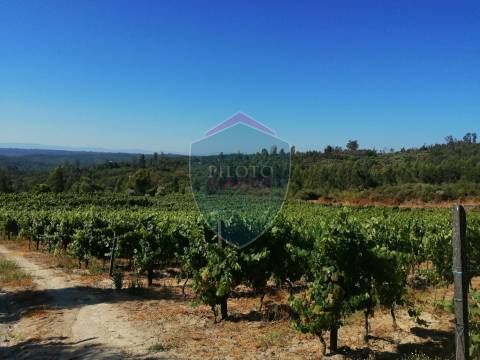 Quinta  Venda em Silgueiros,Viseu