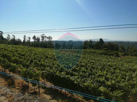 Quinta  Venda em Silgueiros,Viseu