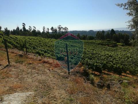 Quinta  Venda em Silgueiros,Viseu