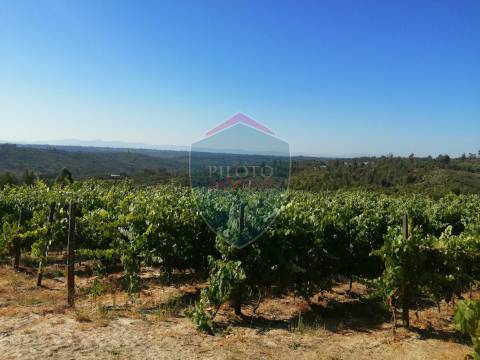 Quinta  Venda em Silgueiros,Viseu