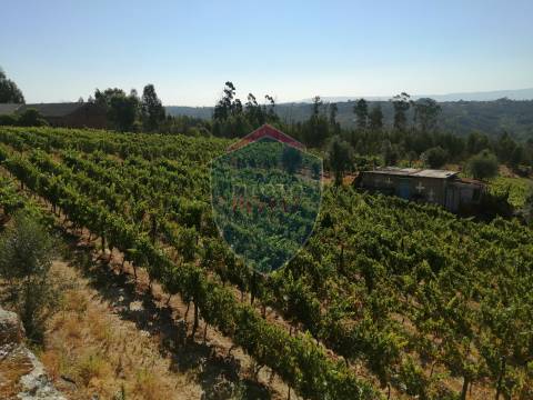 Quinta  Venda em Silgueiros,Viseu