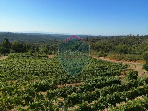 Quinta  Venda em Silgueiros,Viseu