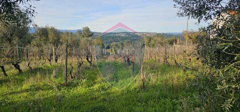 Terreno Para Construção  Venda em Silgueiros,Viseu