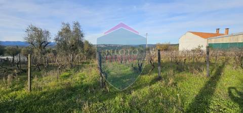 Terreno Para Construção  Venda em Silgueiros,Viseu