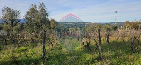 Terreno Para Construção  Venda em Silgueiros,Viseu
