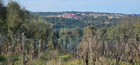 Terreno Para Construção  Venda em Silgueiros,Viseu