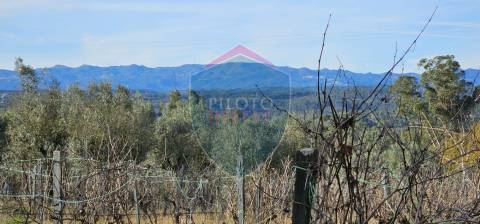 Terreno Para Construção  Venda em Silgueiros,Viseu
