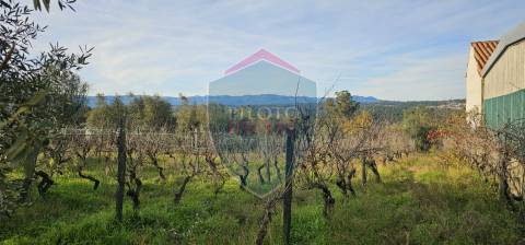 Terreno Para Construção  Venda em Silgueiros,Viseu