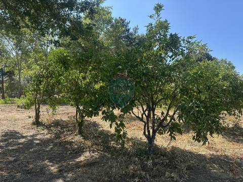 Terreno Urbano  Venda em Currelos, Papízios e Sobral,Carregal do Sal