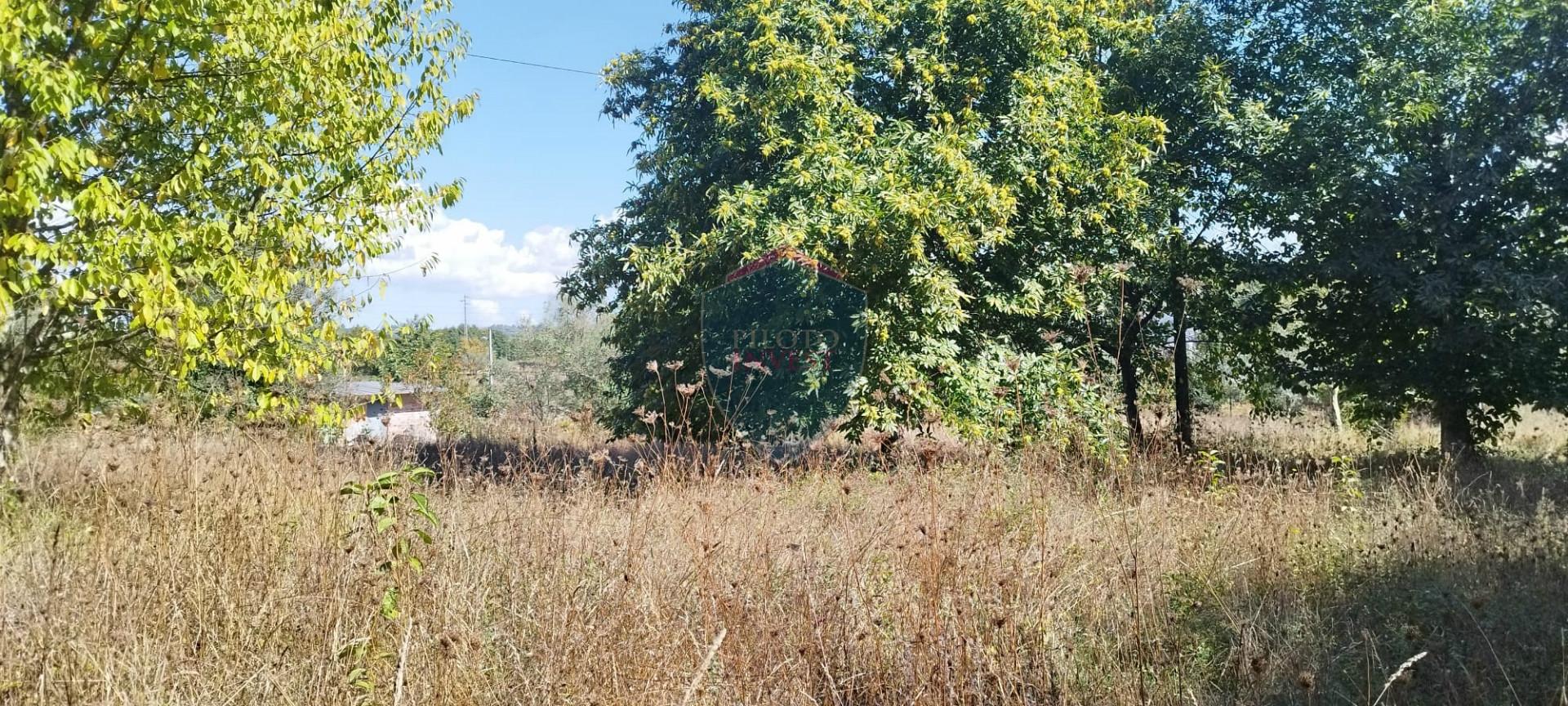 Terreno Rústico  Venda em Viseu,Viseu
