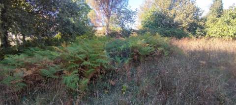 Terreno Rústico  Venda em Viseu,Viseu