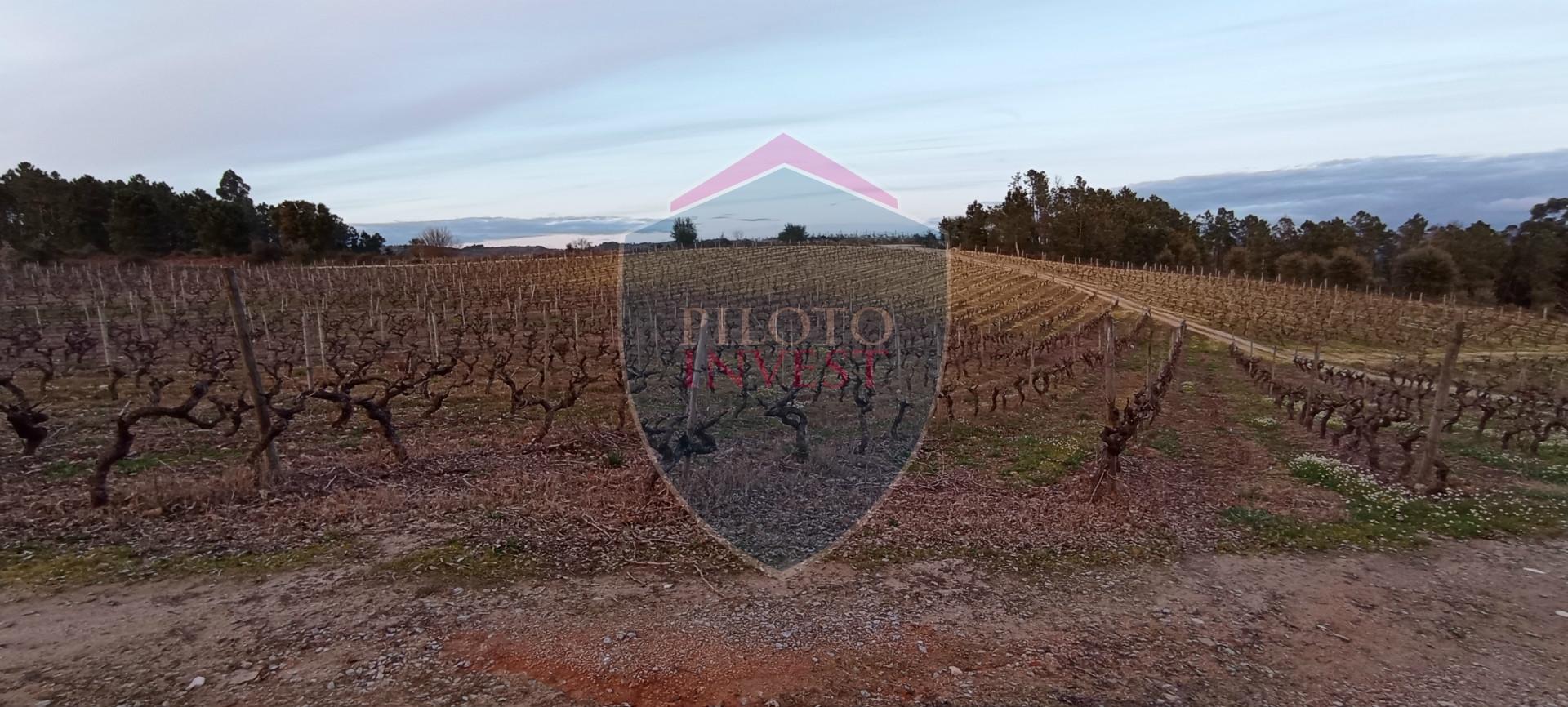 Quinta  Venda em Sezures,Penalva do Castelo