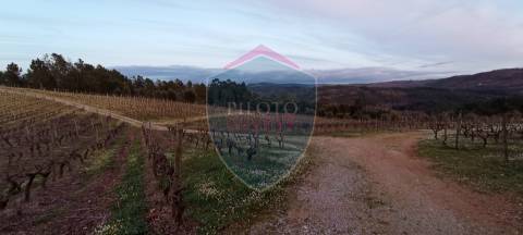 Quinta  Venda em Sezures,Penalva do Castelo