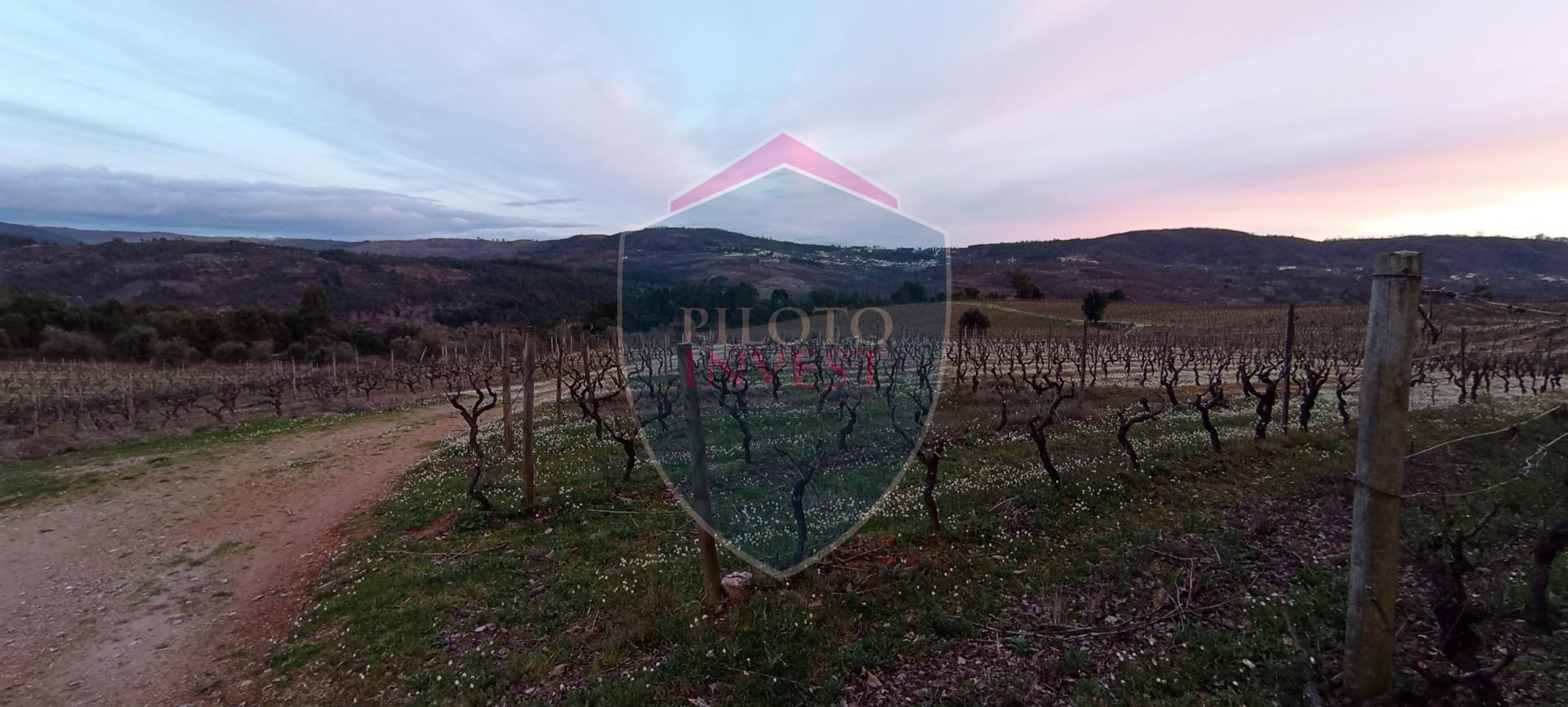 Quinta  Venda em Sezures,Penalva do Castelo