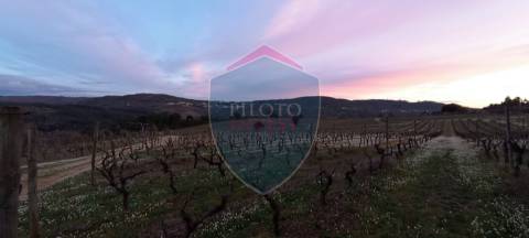 Quinta  Venda em Sezures,Penalva do Castelo