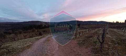 Quinta  Venda em Sezures,Penalva do Castelo