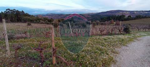 Quinta  Venda em Sezures,Penalva do Castelo