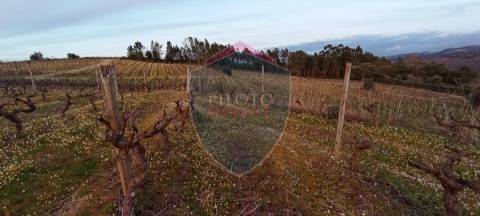 Quinta  Venda em Sezures,Penalva do Castelo