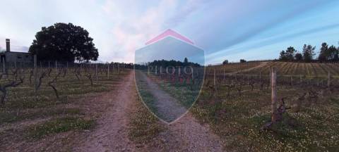 Quinta  Venda em Sezures,Penalva do Castelo