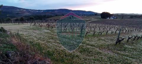 Quinta  Venda em Sezures,Penalva do Castelo