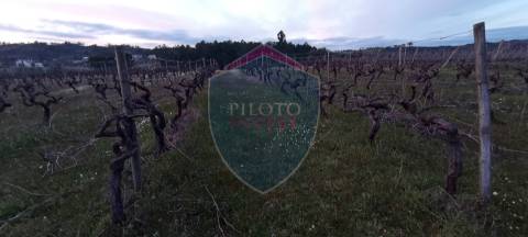 Quinta  Venda em Sezures,Penalva do Castelo