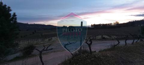 Quinta  Venda em Sezures,Penalva do Castelo