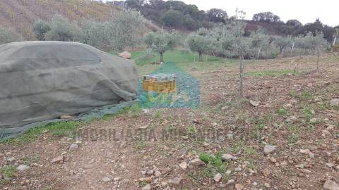 Terreno para venda em Mirandela