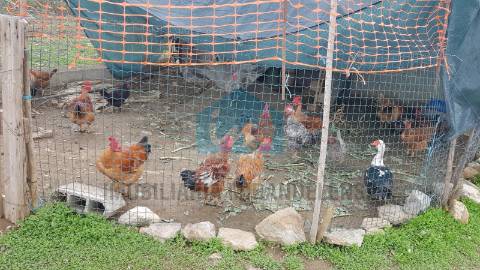 Terreno para venda em Mirandela