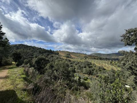 Terreno  Venda em Vilas Boas e Vilarinho das Azenhas,Vila Flor