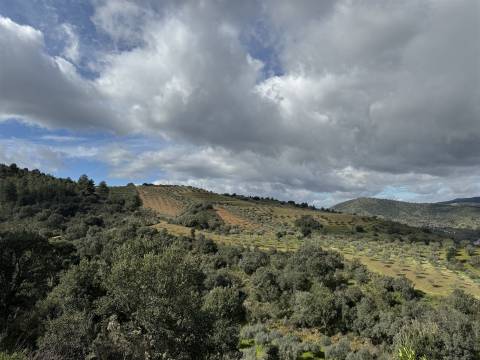 Terreno  Venda em Vilas Boas e Vilarinho das Azenhas,Vila Flor