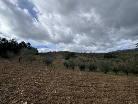 Terreno  Venda em Vilas Boas e Vilarinho das Azenhas,Vila Flor
