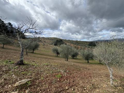 Terreno  Venda em Vilas Boas e Vilarinho das Azenhas,Vila Flor