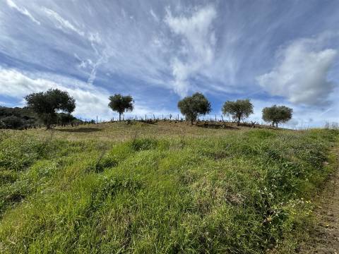 Terreno  Venda em Vilas Boas e Vilarinho das Azenhas,Vila Flor