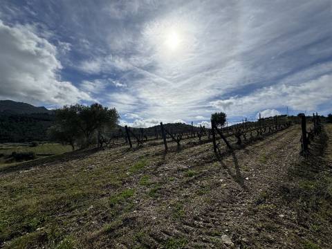Terreno  Venda em Vilas Boas e Vilarinho das Azenhas,Vila Flor