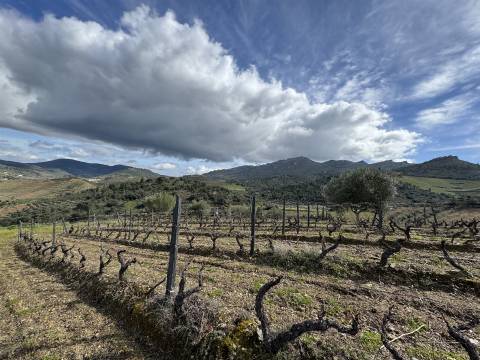Terreno  Venda em Vilas Boas e Vilarinho das Azenhas,Vila Flor