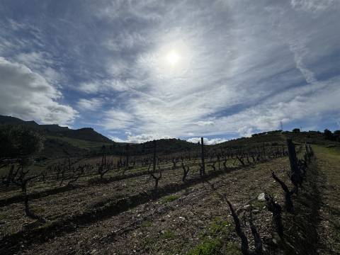 Terreno  Venda em Vilas Boas e Vilarinho das Azenhas,Vila Flor