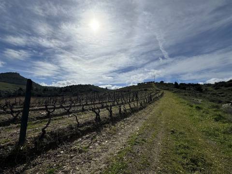 Terreno  Venda em Vilas Boas e Vilarinho das Azenhas,Vila Flor