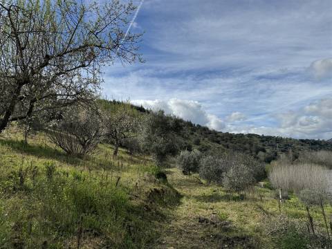 Terreno  Venda em Vilas Boas e Vilarinho das Azenhas,Vila Flor
