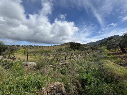 Terreno  Venda em Vilas Boas e Vilarinho das Azenhas,Vila Flor