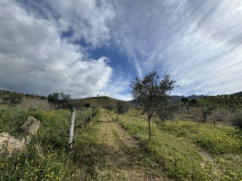 Terreno  Venda em Vilas Boas e Vilarinho das Azenhas,Vila Flor