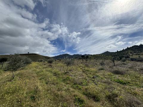 Terreno  Venda em Vilas Boas e Vilarinho das Azenhas,Vila Flor
