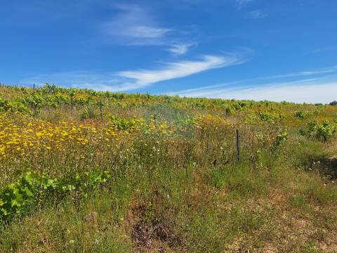 Quinta para venda em Vila Flor
