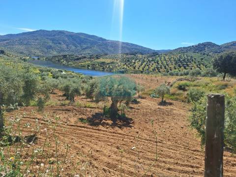 Quinta para venda em Vila Flor