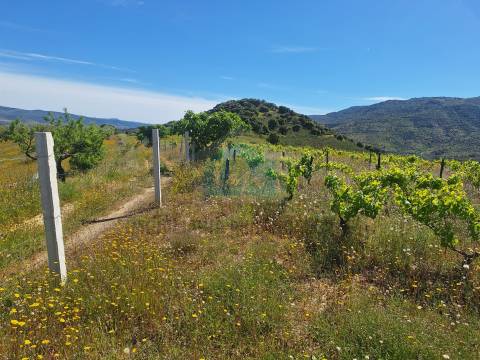 Quinta para venda em Vila Flor
