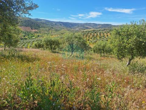 Quinta para venda em Vila Flor