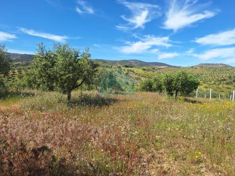 Quinta para venda em Vila Flor