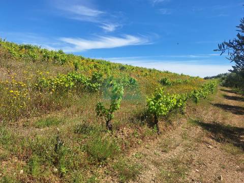 Quinta para venda em Vila Flor