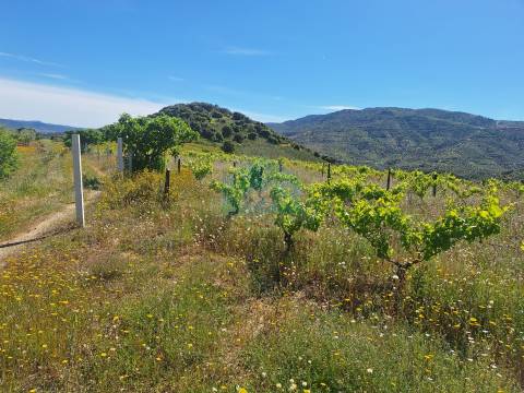 Quinta para venda em Vila Flor