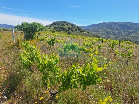 Quinta para venda em Vila Flor